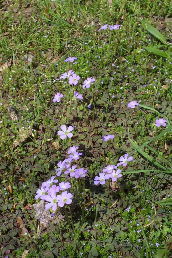 Photo of Violet Wood Sorrel (Oxalis violacea) uploaded by SongofJoy