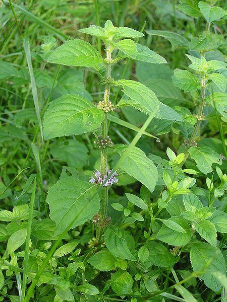 Photo of Field Mint (Mentha canadensis) uploaded by SongofJoy