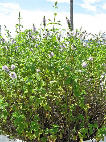 Photo of Spearmint (Mentha spicata) uploaded by SongofJoy