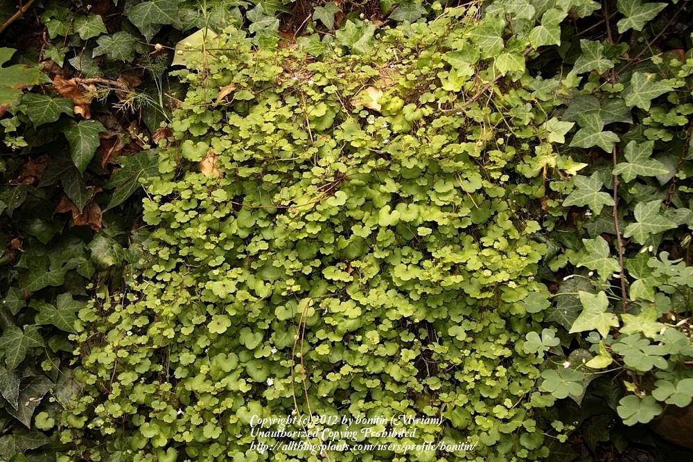 Photo of Kenilworth Ivy (Cymbalaria muralis) uploaded by bonitin