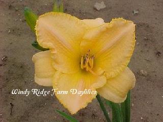 Photo of Daylily (Hemerocallis 'Etched in Gold') uploaded by Joy