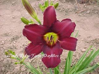 Photo of Daylily (Hemerocallis 'Wayside King Royale') uploaded by Joy