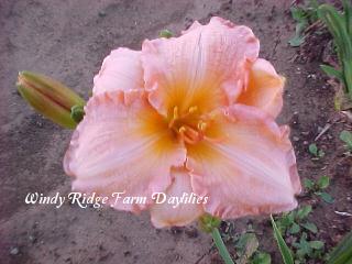 Photo of Daylily (Hemerocallis 'Peachy Pie') uploaded by Joy