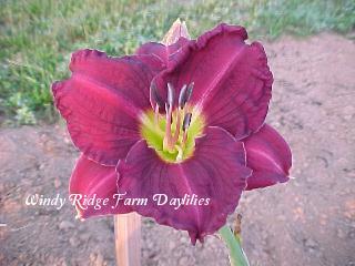 Photo of Daylily (Hemerocallis 'Grape Ripples') uploaded by Joy