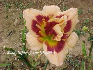 Photo of Daylily (Hemerocallis 'Roswitha') uploaded by Joy
