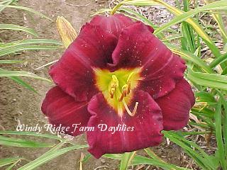 Photo of Daylily (Hemerocallis 'Grand Masterpiece') uploaded by Joy