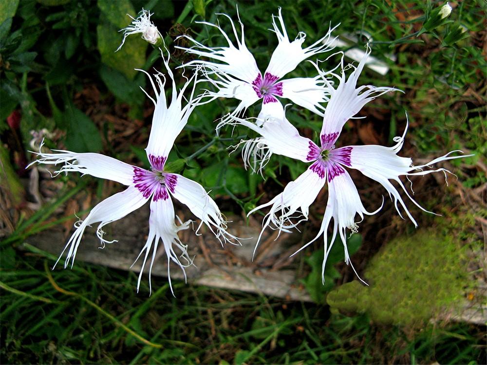 Photo of Dianthus 'Spooky Mix' uploaded by LarryR