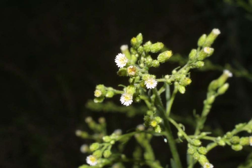 Photo of Horseweed (Erigeron canadensis) uploaded by SongofJoy