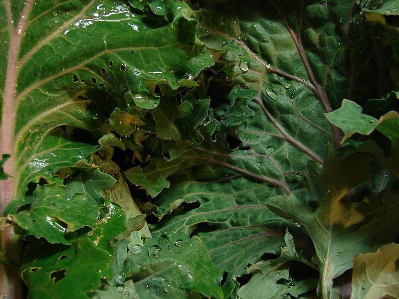 Photo of Siberian Kale (Brassica napus 'Siberian') uploaded by SongofJoy