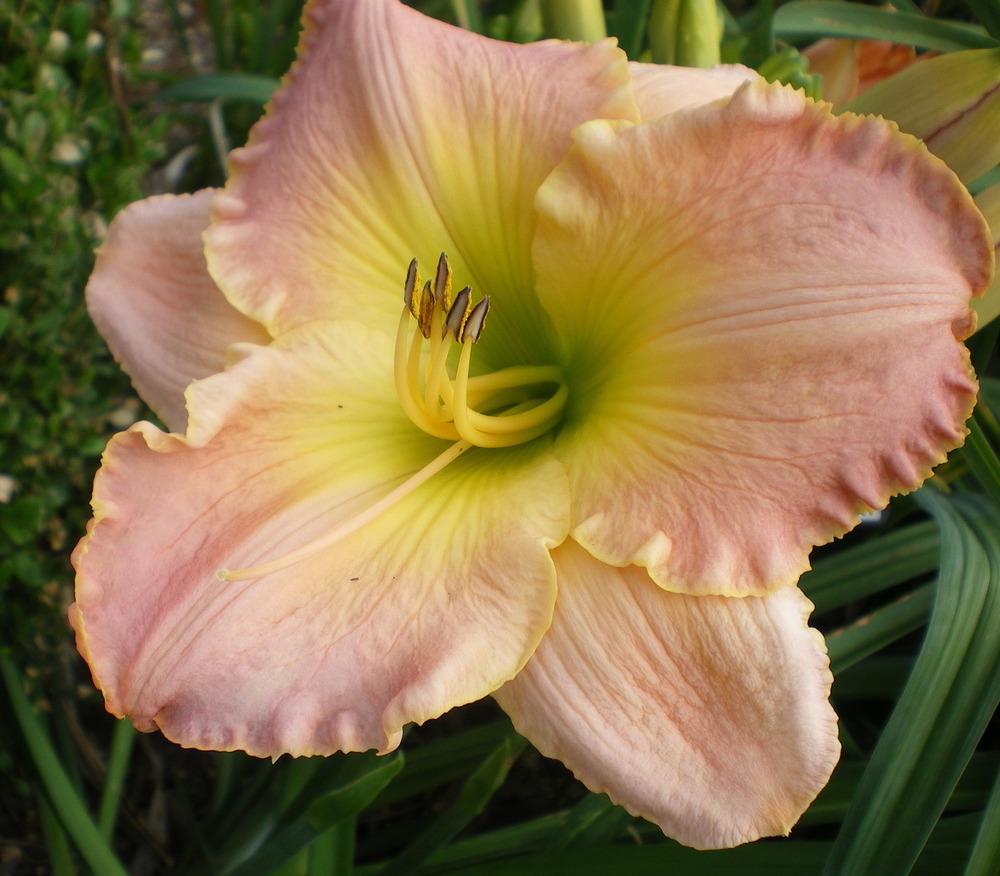 Photo of Daylily (Hemerocallis 'Love in the Library') uploaded by janicewood549