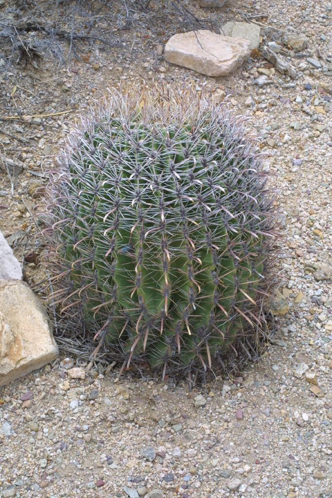 Photo of Arizona Barrel Cactus (Ferocactus wislizeni) uploaded by SongofJoy