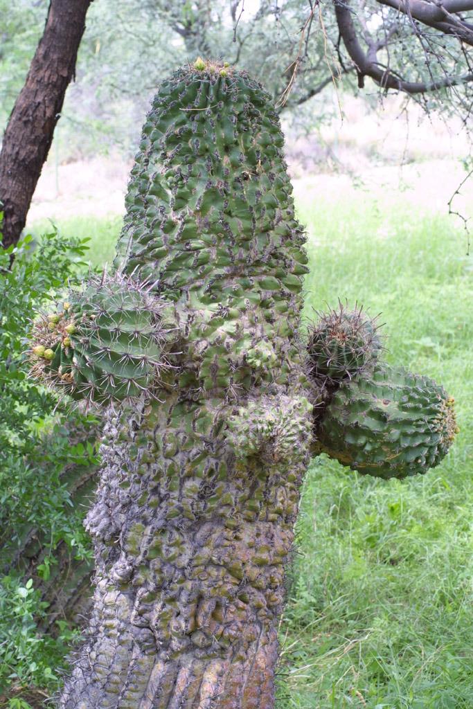 Photo of Arizona Barrel Cactus (Ferocactus wislizeni) uploaded by SongofJoy
