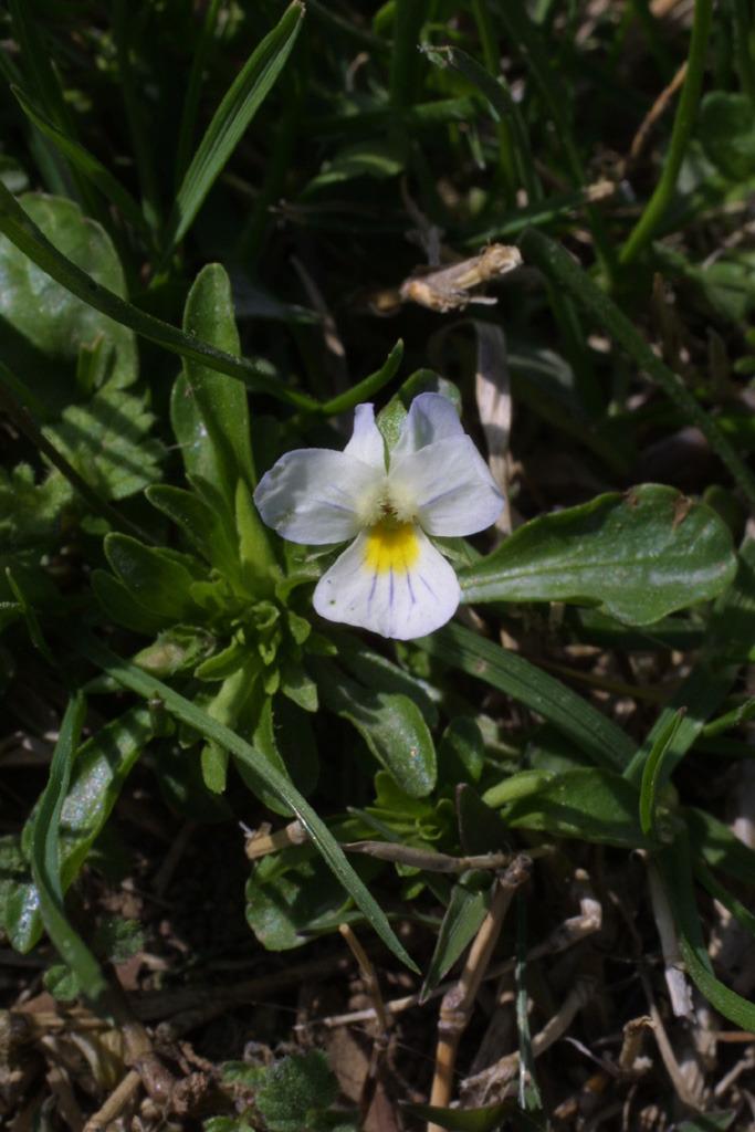 Photo of Field Pansy (Viola bicolor) uploaded by SongofJoy