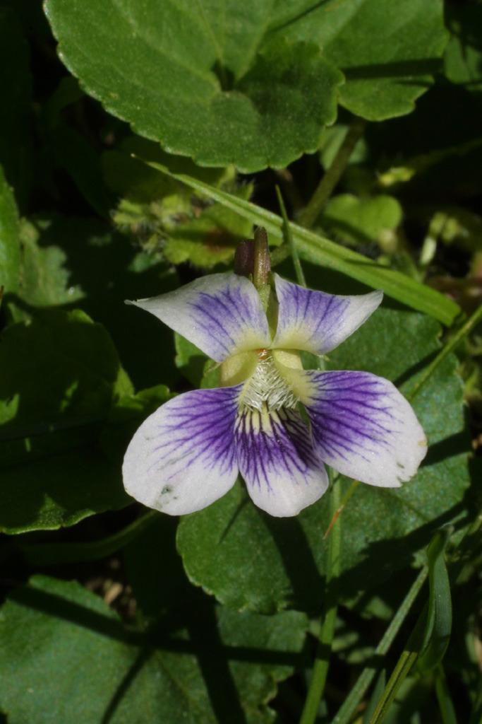 Photo of Common Blue Violet (Viola sororia) uploaded by SongofJoy