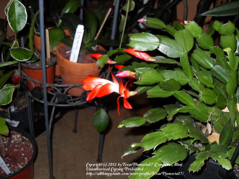 Photo of Christmas Cactus (Schlumbergera truncata) uploaded by TexasPlumeria87