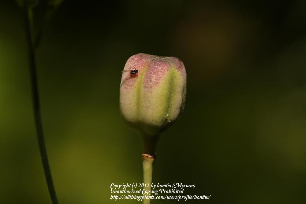 Photo of Snake's Head Fritillary (Fritillaria meleagris) uploaded by bonitin
