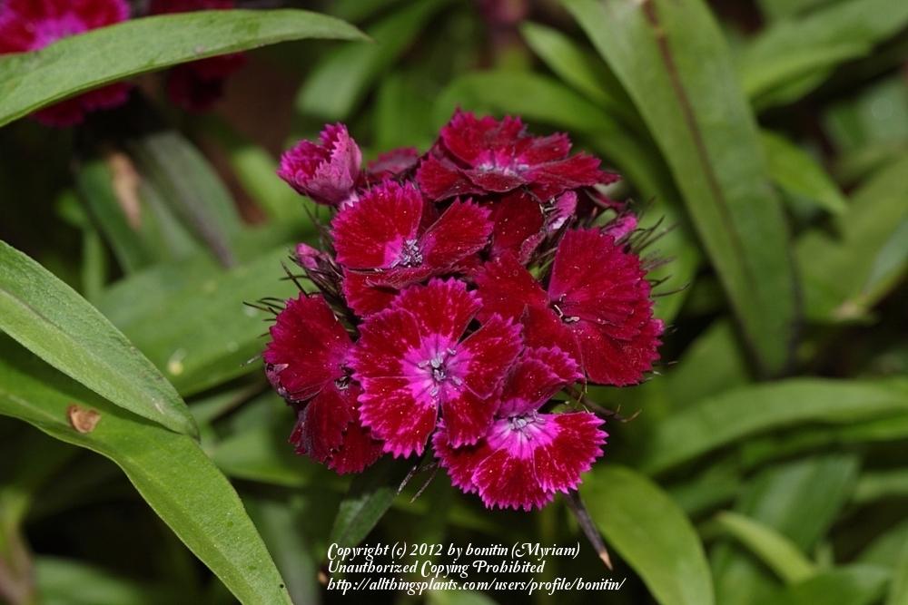 Photo of Sweet William (Dianthus barbatus) uploaded by bonitin