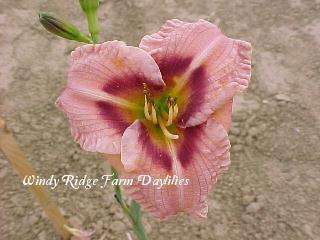 Photo of Daylily (Hemerocallis 'Siloam Merle Kent') uploaded by Joy