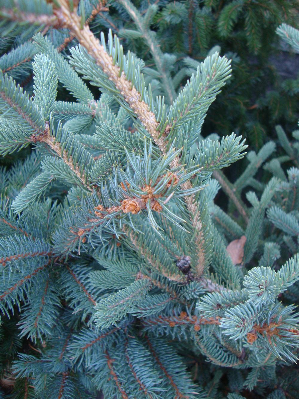 Photo of Oriental Spruce (Picea orientalis 'Deer Run') uploaded by Paul2032
