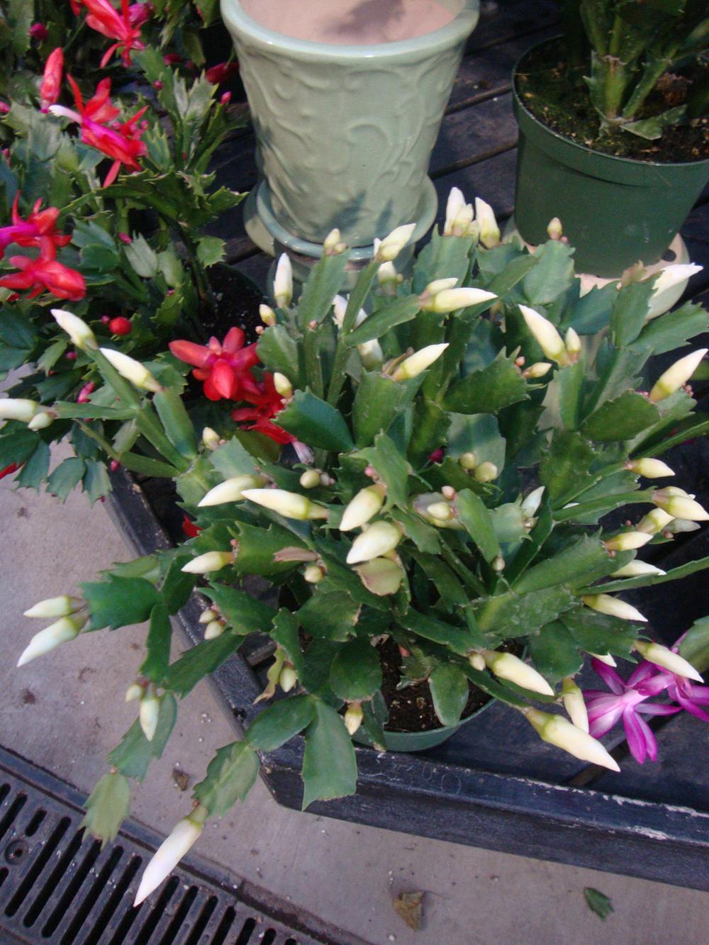 Photo of Christmas Cactus (Schlumbergera truncata) uploaded by Paul2032