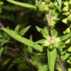 
Date: 2003-09-24
Ambrosia artemisiifolia