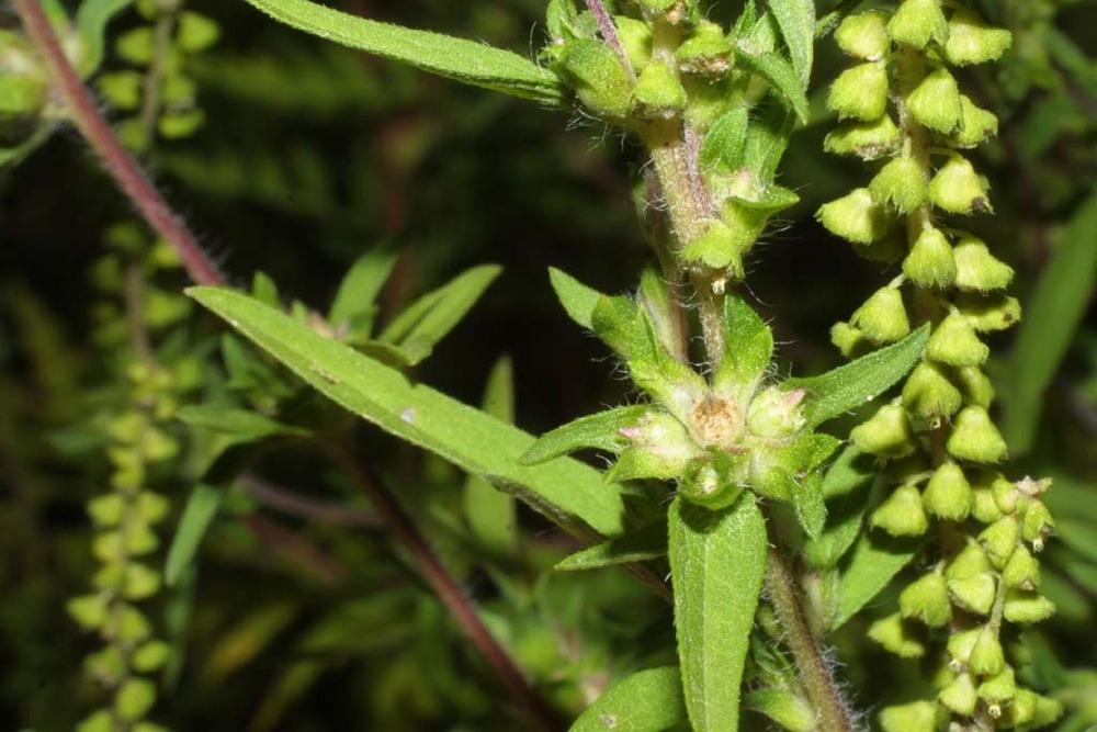 Photo of Common Ragweed (Ambrosia artemisiifolia) uploaded by SongofJoy