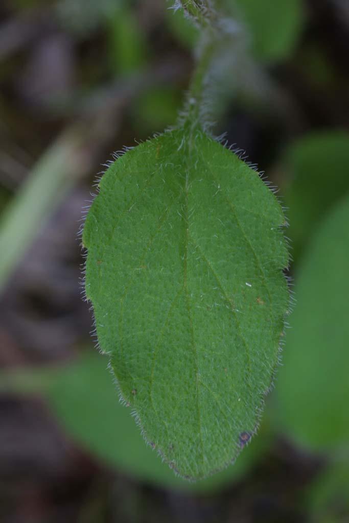 Photo of Self-heal (Prunella vulgaris) uploaded by SongofJoy