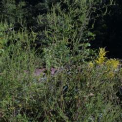 Location: Tennessee
Date: 2003-09-24
Ambrosia artemisiifolia