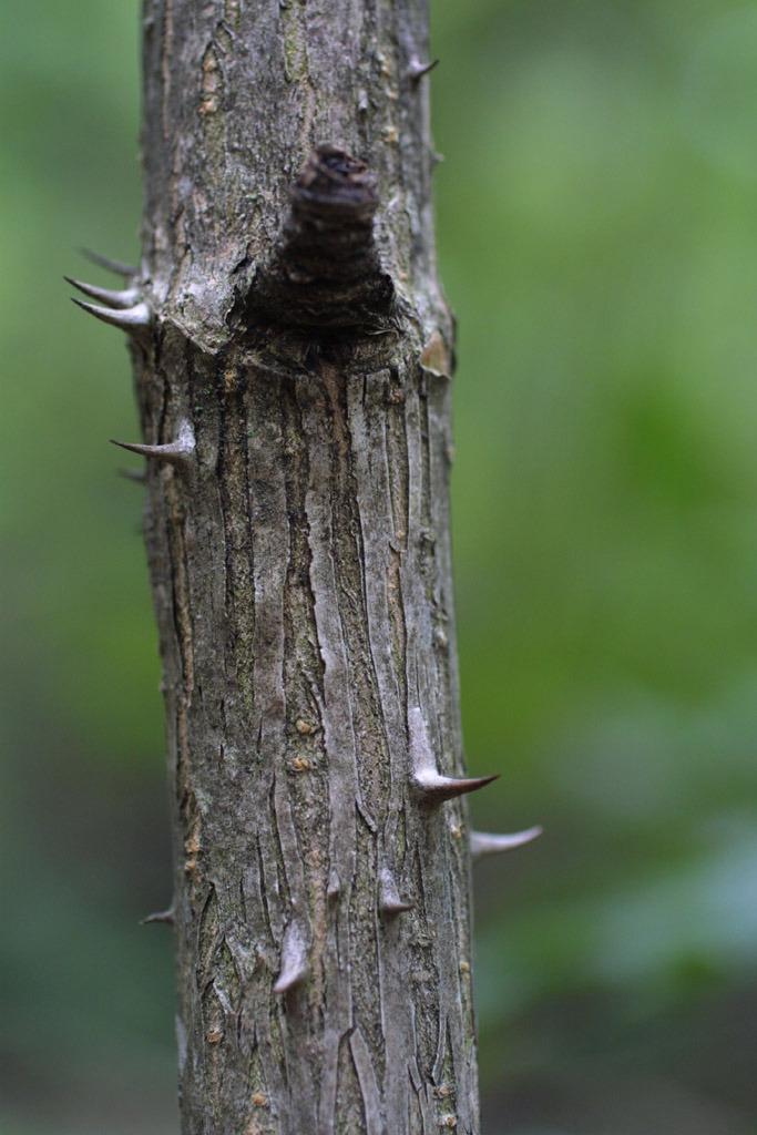 Photo of Devil's Walking Stick (Aralia spinosa) uploaded by SongofJoy