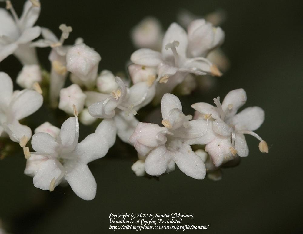 Photo of Valerian (Valeriana officinalis) uploaded by bonitin