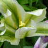 From my viridiflora tulip phase aka before deer.