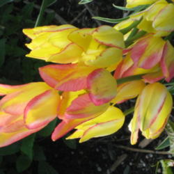 Location: Calgary, Alberta
Date: 2012-06-12
Antoinette multiflora tulip