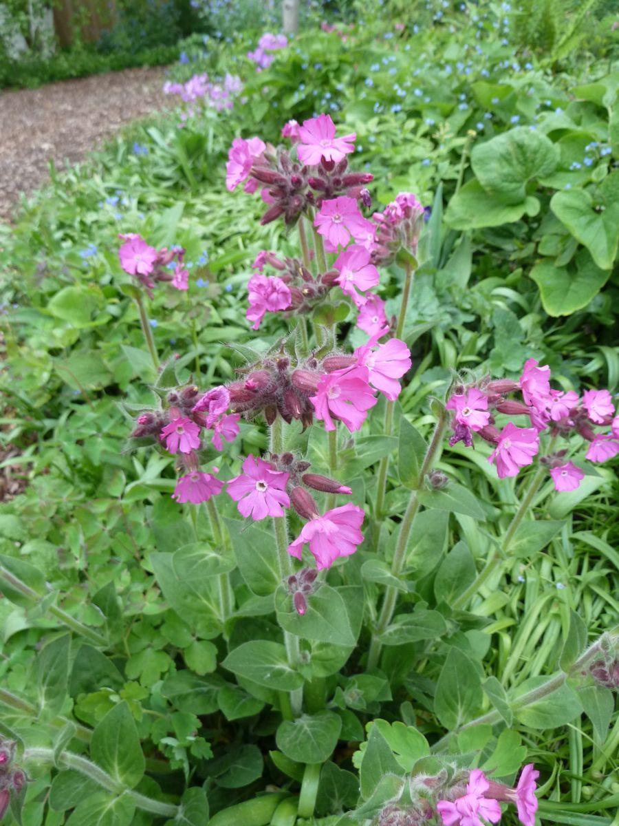 Photo of Catchfly (Silene 'Rolly's Favorite') uploaded by growitall