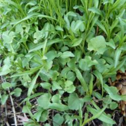 Location: My garden, Calgary, Alberta, Canada; zone 3.
Date: 2011-05-20 
Basal foliage that gives it the name \"rotundifolia\" (\"round le