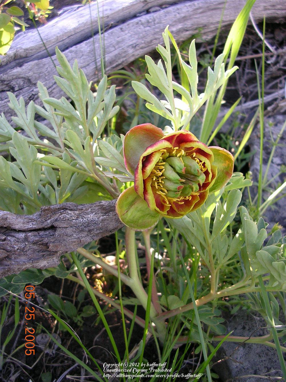 Photo of Western Peony (Paeonia brownii) uploaded by huffnstuff
