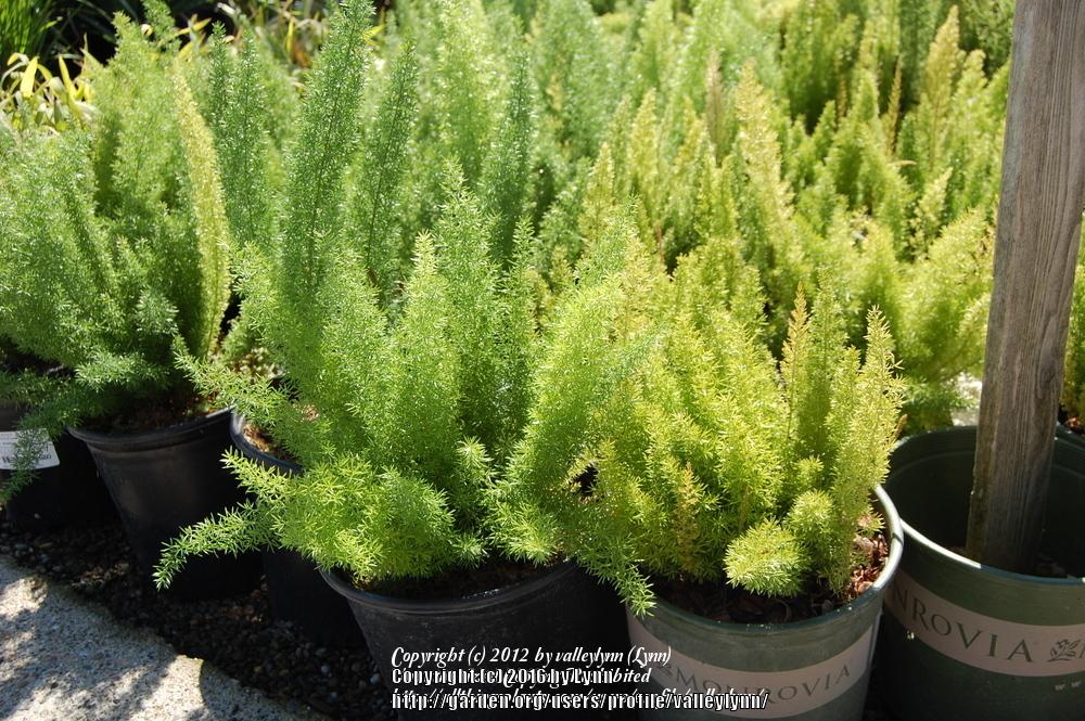 Photo of Foxtail Fern (Asparagus densiflorus 'Myers') uploaded by valleylynn