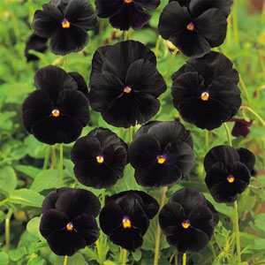 Photo of Pansy (Viola nigra 'Clear Crystals Black') uploaded by SongofJoy