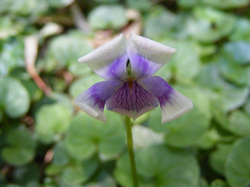 Photo of Ivy-Leaf Violet (Viola hederacea) uploaded by SongofJoy