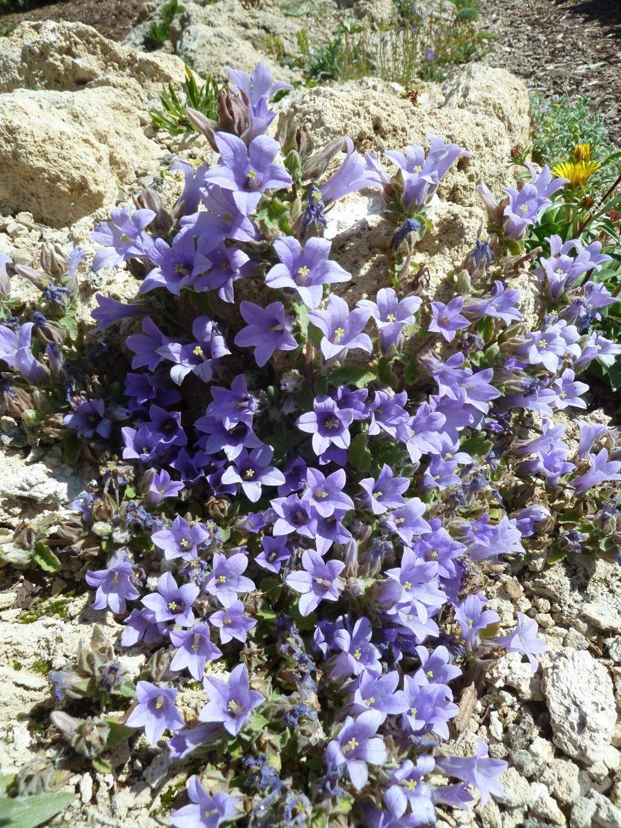 Photo of Alpine Bellflower (Campanula topaliana) uploaded by growitall