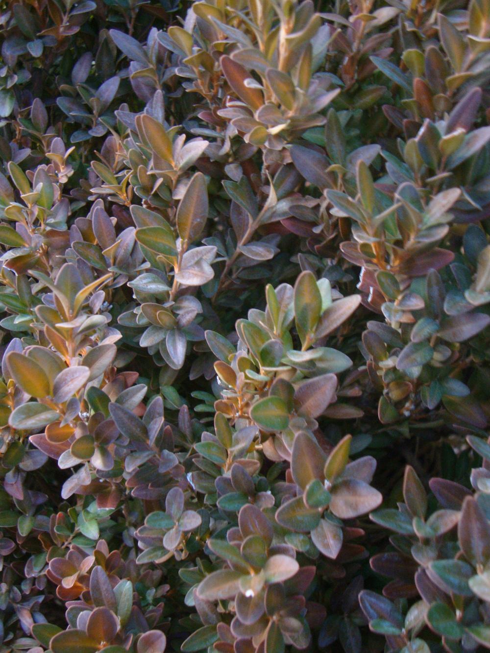Photo of Common Boxwood (Buxus sempervirens) uploaded by Paul2032
