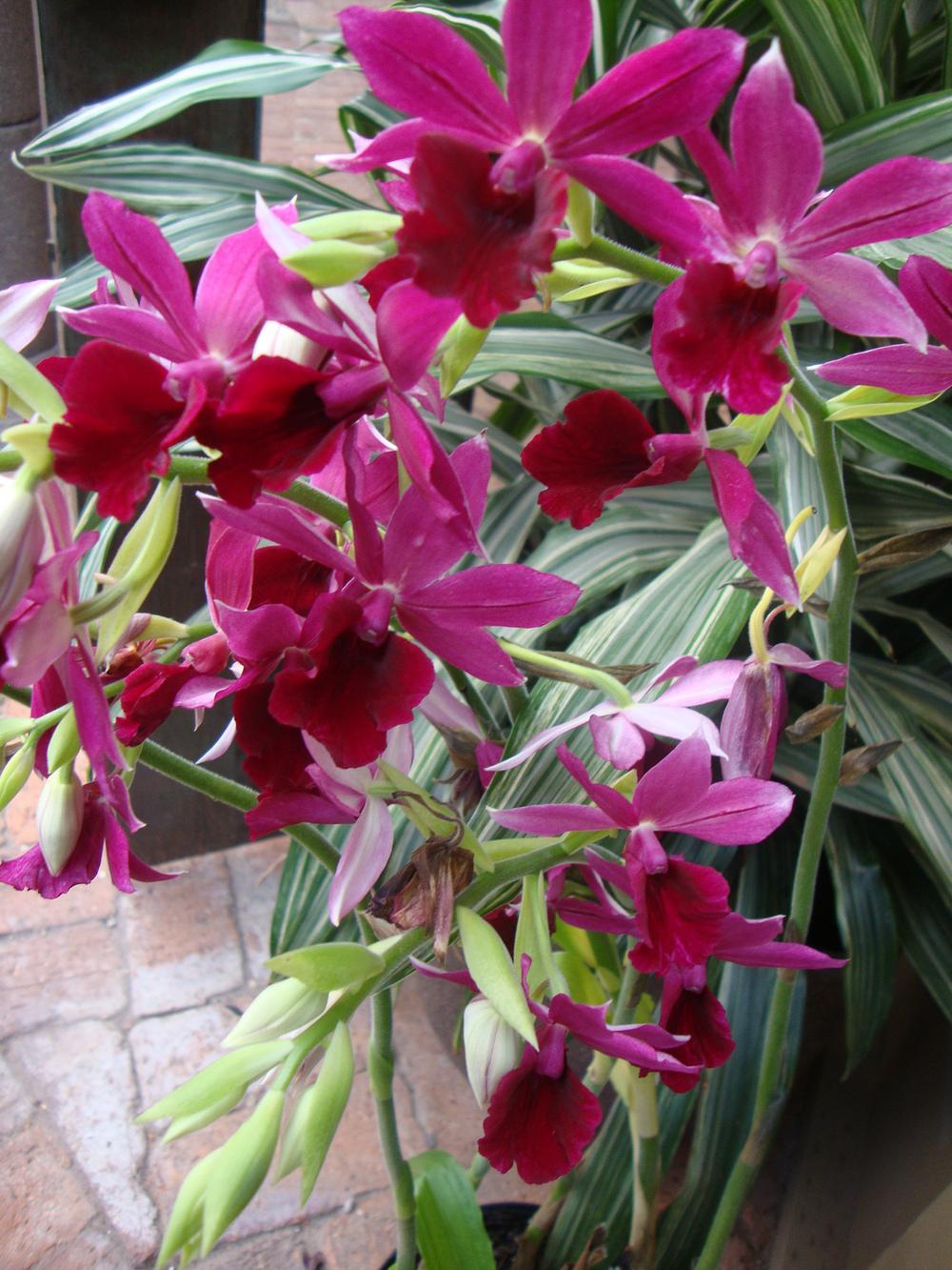 Photo of Orchid (Phaius) uploaded by Paul2032