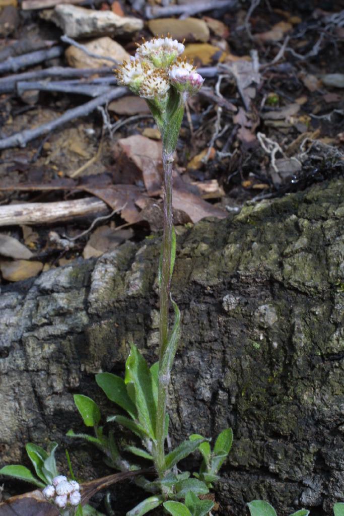 Photo of Plantain-Leaf Pussytoes (Antennaria plantaginifolia) uploaded by SongofJoy