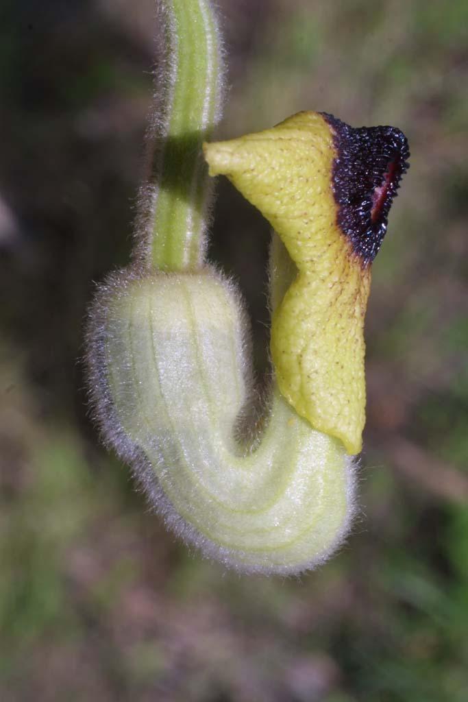 Photo of Dutchman's Pipe (Isotrema tomentosum) uploaded by SongofJoy