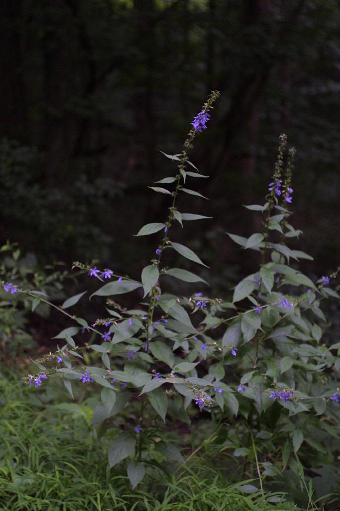 Photo of Tall American Bellflower (Campanulastrum americanum) uploaded by SongofJoy