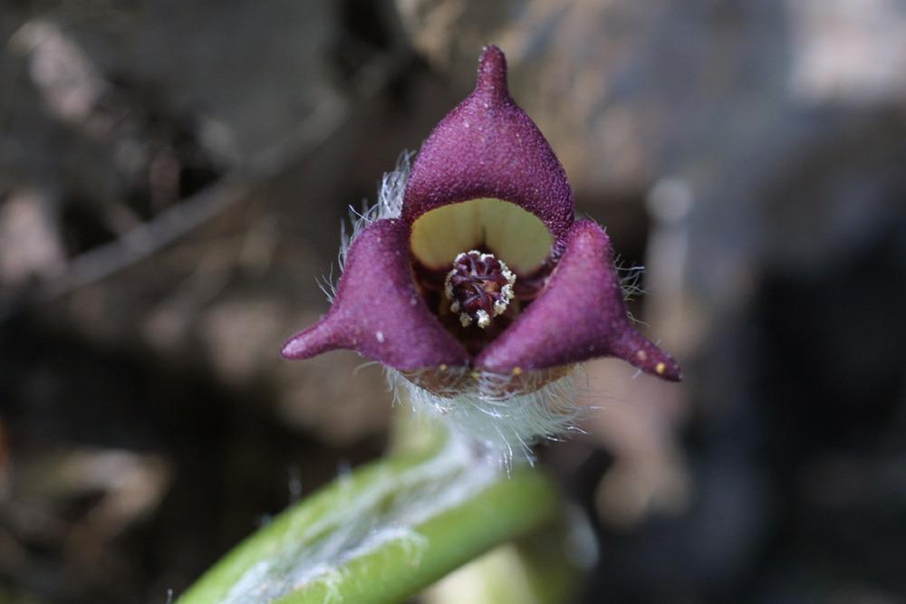 Photo of Wild Ginger (Asarum canadense) uploaded by SongofJoy