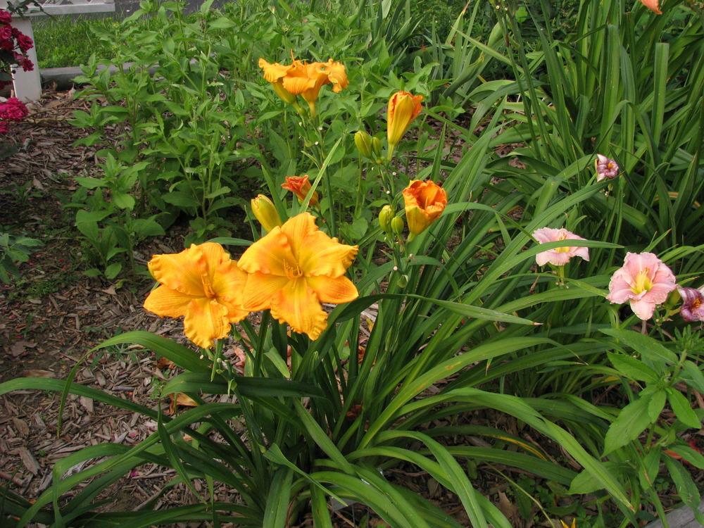 Photo of Daylily (Hemerocallis 'Handsome Ross Carter') uploaded by blue23rose
