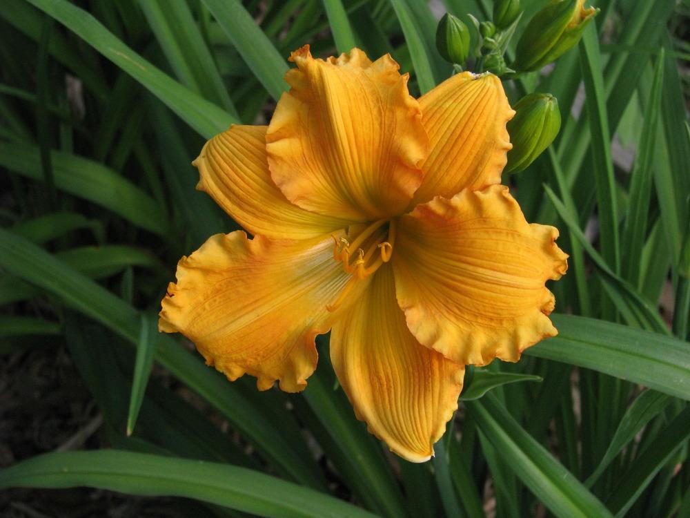 Photo of Daylily (Hemerocallis 'Handsome Ross Carter') uploaded by blue23rose
