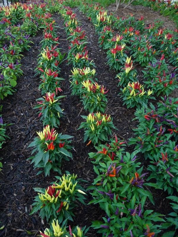 Photo of Peppers (Capsicum) uploaded by gardengus