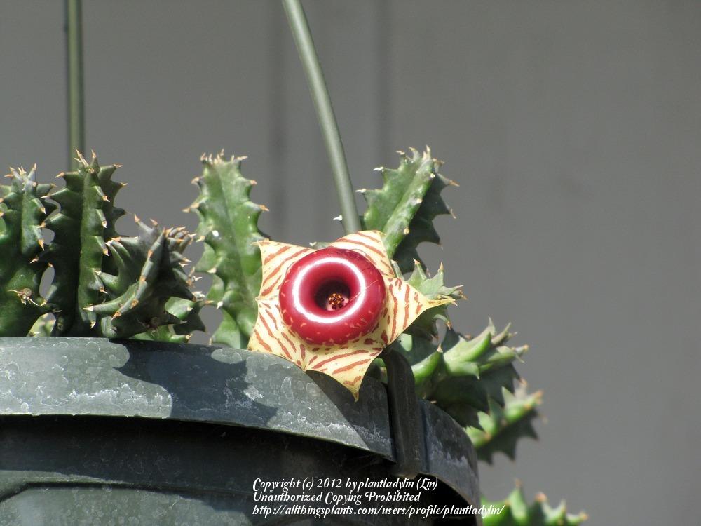 Photo of Lifesaver Plant (Ceropegia zebrina subsp. zebrina) uploaded by plantladylin