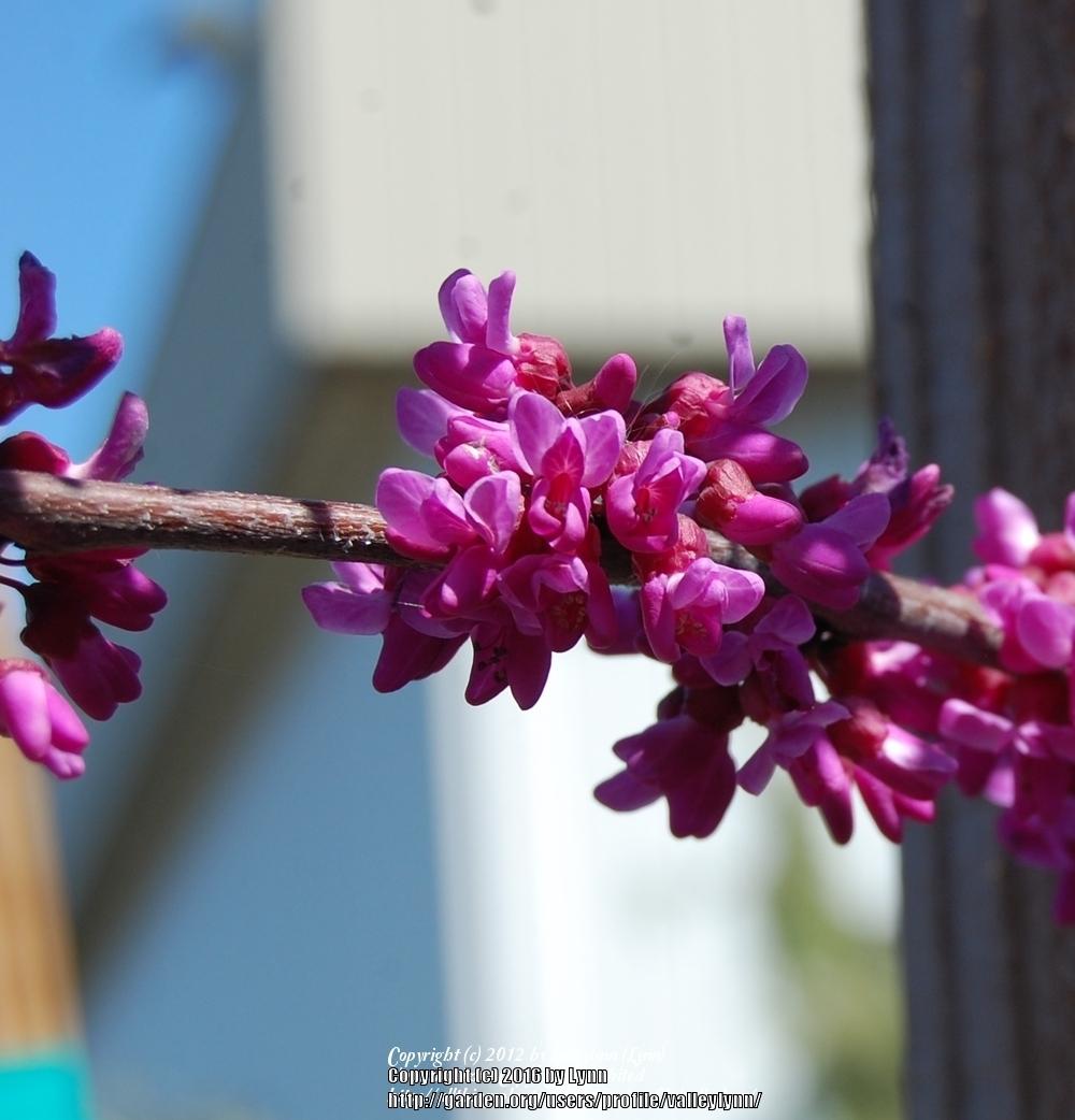 Photo of Redbud (Cercis canadensis var. texensis 'Oklahoma') uploaded by valleylynn